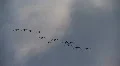 Brants in flight HD Footage