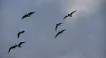 Brants in flight HD Footage