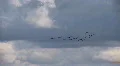 Brants in flight HD Footage