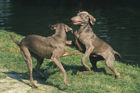 BRAQUE DE WEIMAR Stock Photos