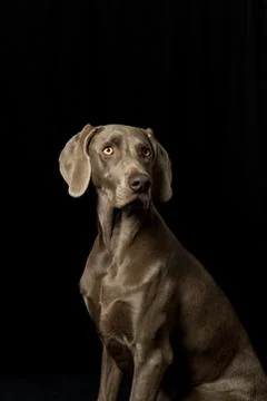 Braque de weimar Stock Photos