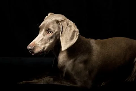 Braque de weimar Stock Photos