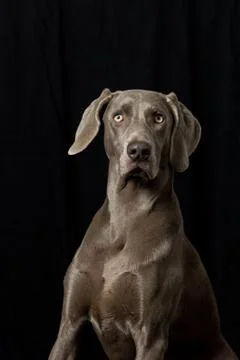 Braque de weimar Stock Photos