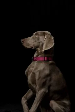 Braque de weimar Stock Photos