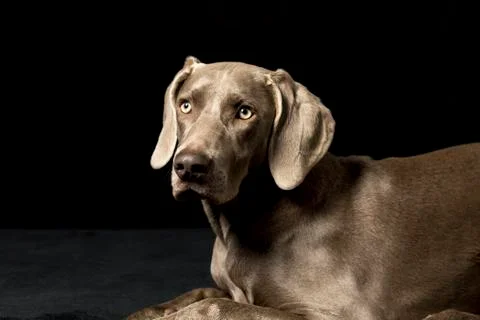 Braque de weimar Stock Photos