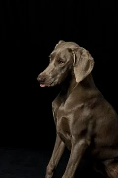 Braque de weimar Stock Photos