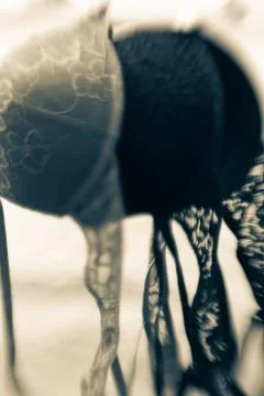 Bras on the rope Stock Photos