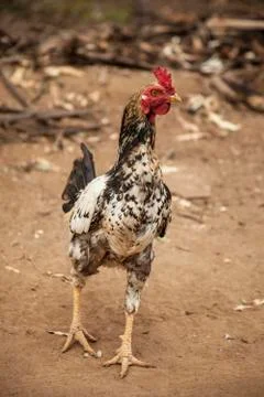 Brasilian rooster Stock Photos