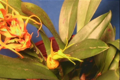 Brassada whole2 Video stock 872537