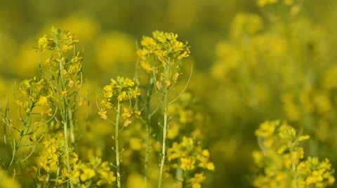 Brassica napus in a field Stock Footage 49687510