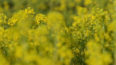 Brassica napus in a field Stock Footage 49687542