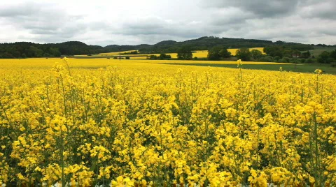 Brassica napus Stock Footage