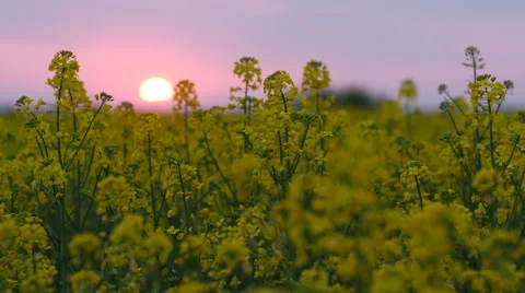 Brassica rapa field at sunset Video stock 51072173
