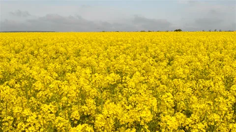 Brassica rapa Video stock 37736983