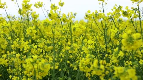 Brassica rape Romania Stock Footage 84602380