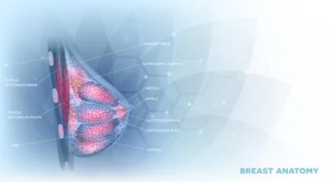 Brast anatomy background Stock Illustration
