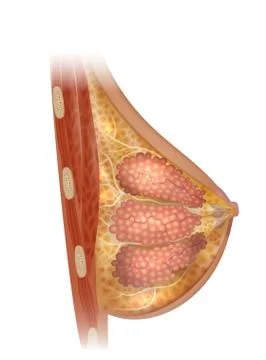 Brast anatomy Stock Illustration