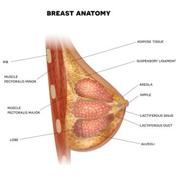 Brast anatomy Stock Illustration