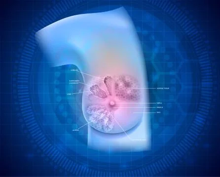 Brast anatomy Stock Illustration