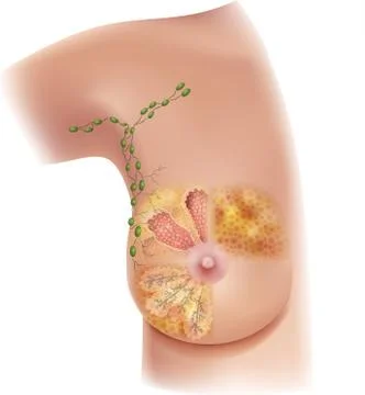Brast anatomy Stock Illustration