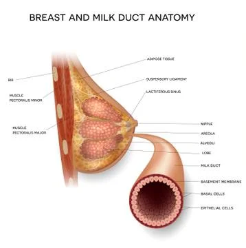 Brast anatomy Stock Illustration