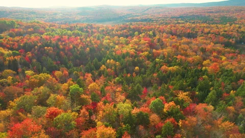 Brattleboro Vermont Forest 库存影片 313843906