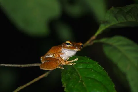 Brauer's Tree Frog on Leaf at Night in New Taipei City, Taiwan. Stock Photos