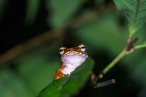 Brauer's Tree Frog on Leaf at Night in New Taipei City, Taiwan. Stock Photos