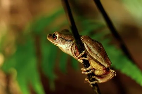 Brauer's Tree Frog Perched on a Twig, New Taipei City, Taiwan. Stock Photos