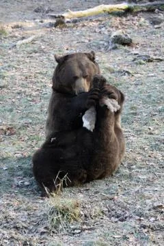 Braunbär Stock Photos