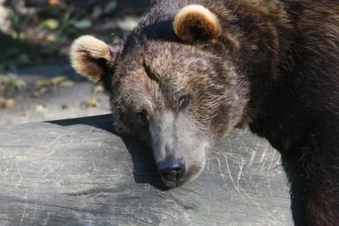 Braunbär Stock Photos