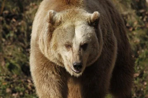 Braunbär Stock Photos