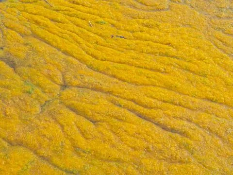 Braune Algen auf dem Dorfteich von Kittlitz deuten auf starke Ueberduengun... Stock Photos