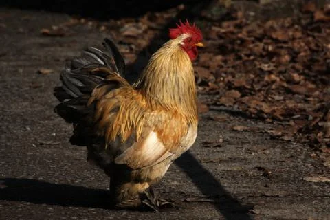 Brauner Hahn Foto stock