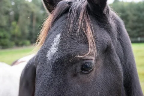Brauner Hengst Stock Photos