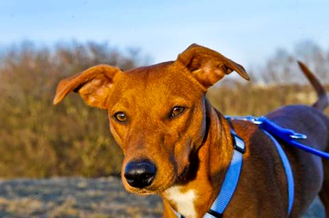 Brauner Hund Stock Photos