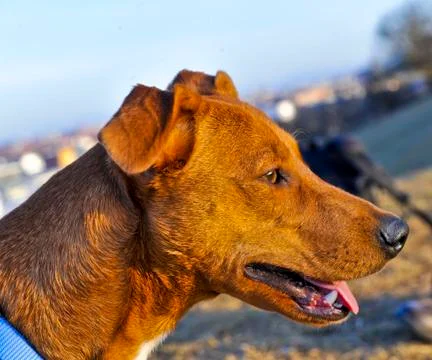 Brauner Hund Stock Photos