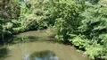 Braunschweig city river pan with big green trees at sunny day 4k or 4k+ Resolution