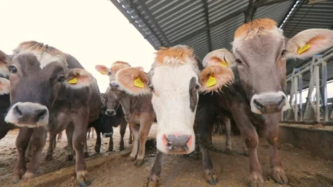 Braunschwitz cows on a farm close-up. Stock Footage 183862434