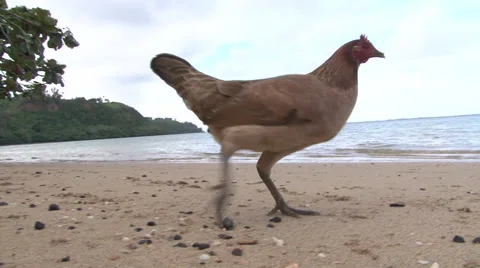 Brave Beach Hen Stock Footage 45619972