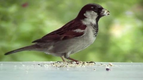 Brave bird feeding almost from the hands Stock Footage 65654499