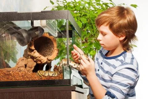 Brave boy gets Royal python out of terrarium Stock-Fotos
