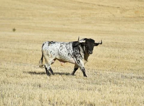 Brave bull Stock Photos