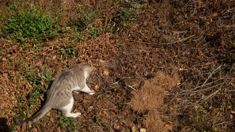Brave cat fights with a snake Video stock 149275373