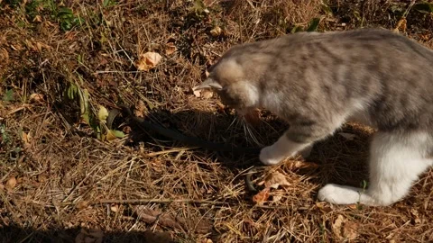 Brave cat fights with a snake Stock Footage 149275436