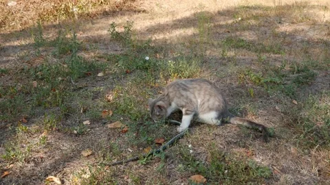 Brave cat fights with a snake Stock Footage 149275489
