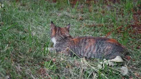 Brave decorative rabbit comes to lying cat on green grass. Bunny washing muzzle 스톡 동영상 343735577
