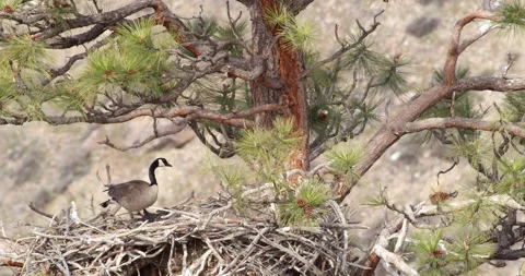 Brave goose perched on Eagles nest looks around then flys away Stock Footage 220883137