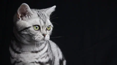 The Brave Look of a Kitten Stock Footage 35512436
