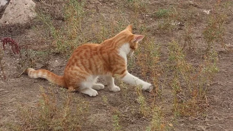 Brave mouse fights back the red cat, play hunting in nature, wildlife Video stock 89303767